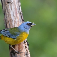 Tanagra żółtobrzucha - Blue-and-yellow Tanager