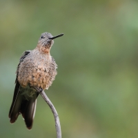 Gigancik - Giant Hummingbird