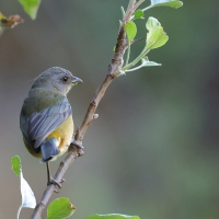 Tanagra żółtobrzucha - Blue-and-yellow Tanager