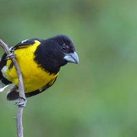 Łuszcz kapturowy - Black-backed Grosbeak