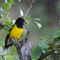 Łuszcz kapturowy - Black-backed Grosbeak
