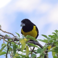 Łuszcz kapturowy - Black-backed Grosbeak