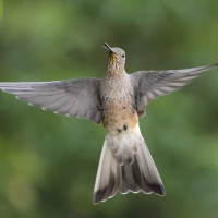 Gigancik - Giant Hummingbird