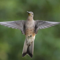 Gigancik - Giant Hummingbird
