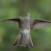 Gigancik - Giant Hummingbird