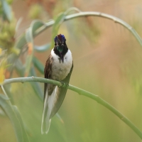 Góralik - Bearded Mountaineer