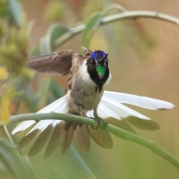 Góralik - Bearded Mountaineer