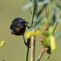 Haczykodziobek czarnogardły - Black-throated Flowerpiercer