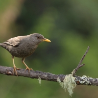 Drozd bury - Chiguanco Thrush