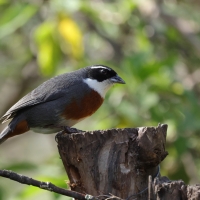 Czywik duży - Chestnut-breasted Mountain-Finch