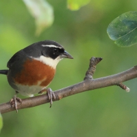Czywik duży - Chestnut-breasted Mountain-Finch
