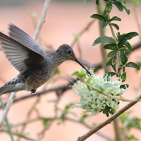 Gigancik - Giant Hummingbird