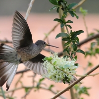 Gigancik - Giant Hummingbird