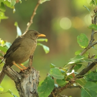 Drozd bury - Chiguanco Thrush