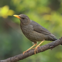 Drozd bury - Chiguanco Thrush