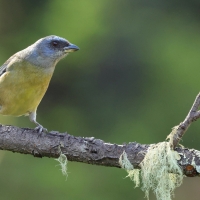 Tanagra żółtobrzucha - Blue-and-yellow Tanager