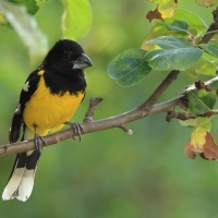 Łuszcz kapturowy - Black-backed Grosbeak