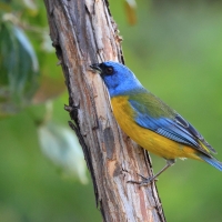 Tanagra żółtobrzucha - Blue-and-yellow Tanager