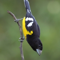 Łuszcz kapturowy - Black-backed Grosbeak