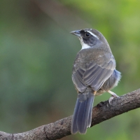 Czywik duży - Chestnut-breasted Mountain-Finch