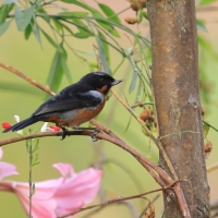 Haczykodziobek czarnogardły - Black-throated Flowerpiercer