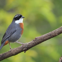 Czywik duży - Chestnut-breasted Mountain-Finch