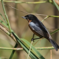 Haczykodziobek czarnogardły - Black-throated Flowerpiercer