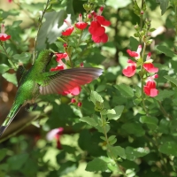 Paziak zielonosterny - Green-tailed Trainbearer