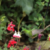 Paziak zielonosterny - Green-tailed Trainbearer