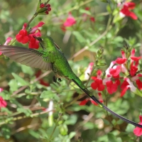 Paziak zielonosterny - Green-tailed Trainbearer