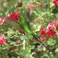 Paziak zielonosterny - Green-tailed Trainbearer