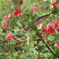 Paziak zielonosterny - Green-tailed Trainbearer