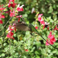 Paziak zielonosterny - Green-tailed Trainbearer