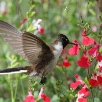 Góralik - Bearded Mountaineer