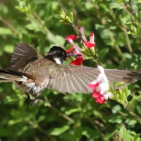 Góralik - Bearded Mountaineer