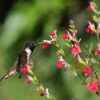 Góralik - Bearded Mountaineer
