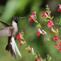 Góralik - Bearded Mountaineer