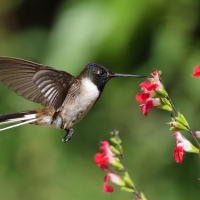 Góralik - Bearded Mountaineer