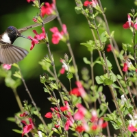 Góralik - Bearded Mountaineer