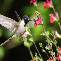 Góralik - Bearded Mountaineer