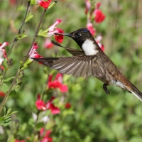 Góralik - Bearded Mountaineer