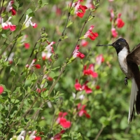 Góralik - Bearded Mountaineer
