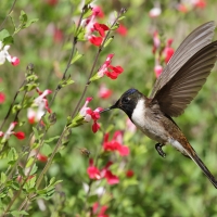 Góralik - Bearded Mountaineer