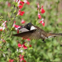 Góralik - Bearded Mountaineer