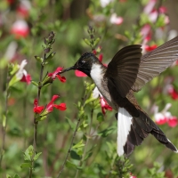 Góralik - Bearded Mountaineer