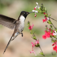 Góralik - Bearded Mountaineer