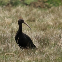 Ibis andyjski - Puna Ibis
