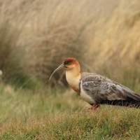Ibis maskowy - Black-faced Ibis