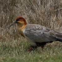 Ibis maskowy - Black-faced Ibis