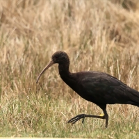 Ibis andyjski - Puna Ibis